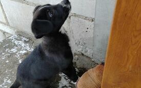 Szukamy domu dla pieska z miejscowości Żochowo 1