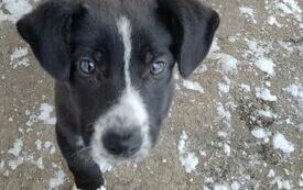 Szukamy domu dla pieska z miejscowości Żochowo 2