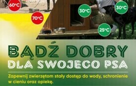 Zbliża się kolejna fala upał&oacute;w, uwaga na zwierzęta! 1