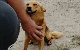 PIES Z MIEJSCOWOŚCI BORKOWO WIELKIE SZUKA NOWEGO DOMU 1