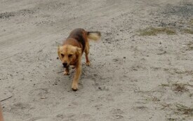 PIES Z MIEJSCOWOŚCI BORKOWO WIELKIE SZUKA NOWEGO DOMU 2