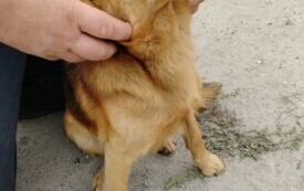 PIES Z MIEJSCOWOŚCI BORKOWO WIELKIE SZUKA NOWEGO DOMU 3