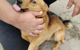 PIES Z MIEJSCOWOŚCI BORKOWO WIELKIE SZUKA NOWEGO DOMU 4