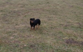 Mały piesek do adopcji &ndash; poszukujemy dla niego nowego domu 1