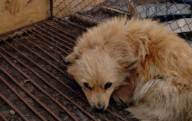 Uwaga &ndash; znaleziono pieska!&nbsp; 1