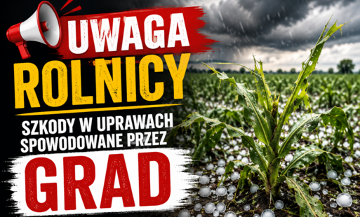 OGŁOSZENIE w sprawie zgłaszania szkód w uprawach rolnych spowodowanych przez grad